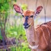 Smiling Nyala Animal Art paint by numbers