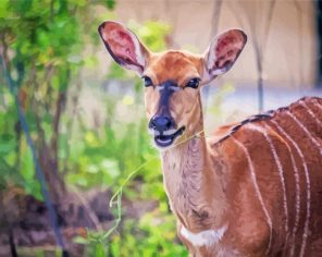 Smiling Nyala Animal Art paint by numbers