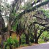 Spanish Moss Trees Paint by Numbers