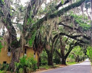 Spanish Moss Trees Paint by Numbers