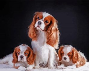 Trio King Charles Dogs paint by numbers