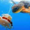 Turtle With Jellyfish paint by numbers