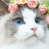 White Cat Floral Crown paint by numbers