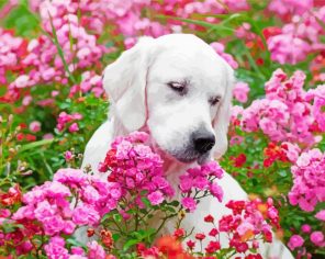 White Labrador Paint By Numbers