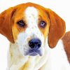 American Foxhound Dog paint by numbers