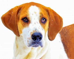 American Foxhound Dog paint by numbers