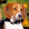 Foxhound Puppy Paint By Numbers