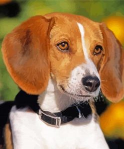 Foxhound Puppy Paint By Numbers