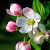 Apple Blossoms Paint By Numbers