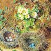 Bird Nests Art Paint By Numbers