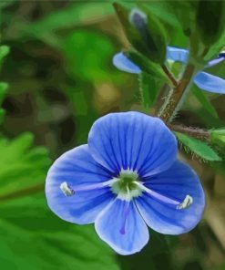 Blue Wildflower paint by numbers