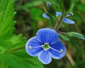 Blue Wildflower paint by numbers