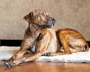 Brown Plott Hound paint by numbers