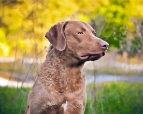 Retriever Dog Paint By Numbers