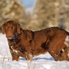 Chesapeake Bay Retriever paint by numbers