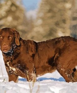 Chesapeake Bay Retriever paint by numbers