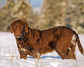 Chesapeake Bay Retriever paint by numbers