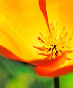 California Poppy paint by numbers