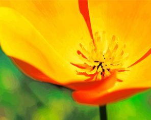 California Poppy paint by numbers