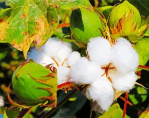 Cotton Plant Close Up paint by numbers