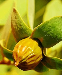 Close Up Jojoba Plant paint by numbers