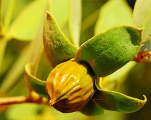 Close Up Jojoba Plant paint by numbers