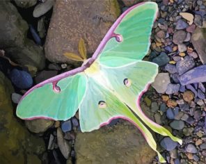 Close Up Luna Moth paint by numbers