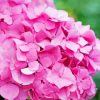 Pink Hydrangeas Flower Paint By Numbers