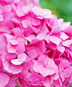 Pink Hydrangeas Flower Paint By Numbers