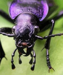 Purple Beetle Insect paint by numbers