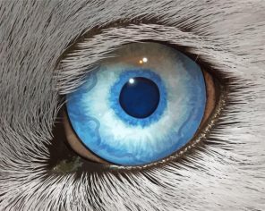 Close Up Wolf Eyes paint by numbers