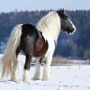 Cob Horse In Snow paint by numbers