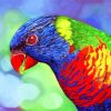 Lorikeet Bird Art Paint By Numbers