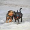 Dachshund Dogs On Beach paint by numbers