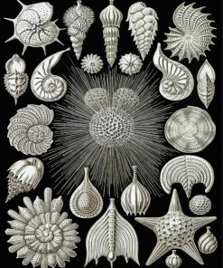 Ernst Haeckel Shells paint by numbers