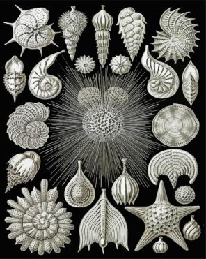 Ernst Haeckel Shells paint by numbers