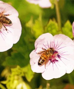 Flowers And Bees Paint By Numbers