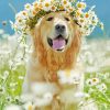 Retriever With Daisies paint by numbers