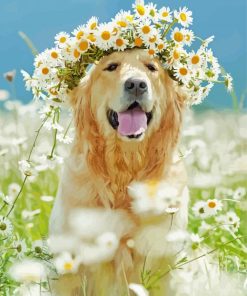 Retriever With Daisies paint by numbers