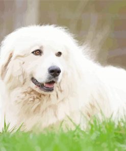 Pyrenean Mountain Dog paint by numbers