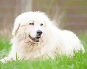 Pyrenean Mountain Dog paint by numbers