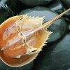 Horseshoe Crab paint by numbers