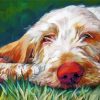 Spinone Dog Art paint by numbers