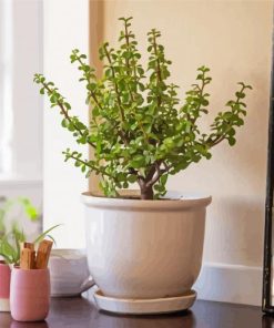 Jade Home Plant paint by numbers