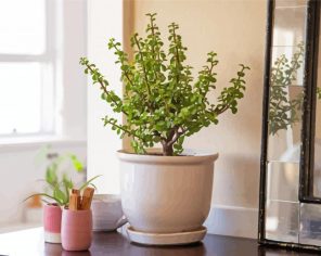 Jade Home Plant paint by numbers