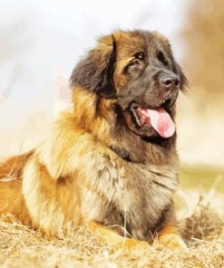 Leonberger Dog Paint By Numbers