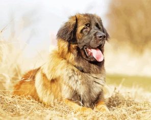 Leonberger Dog Paint By Numbers