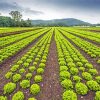 Lettuce Field Paint By Numbers