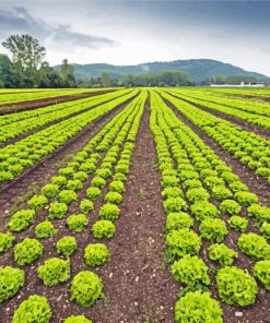 Lettuce Field Paint By Numbers