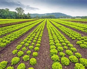 Lettuce Field Paint By Numbers
